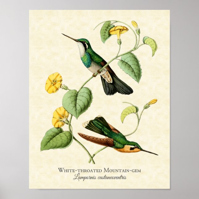 Poster Gem Hummingbird, ameixa branca, tropicada, Impress (Frente)