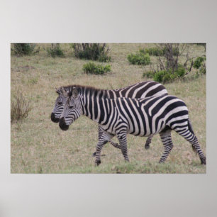 Pôster gêmeos zebra