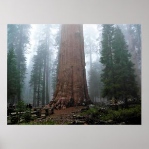 Poster General Sherman Tree, Sequoia, CA