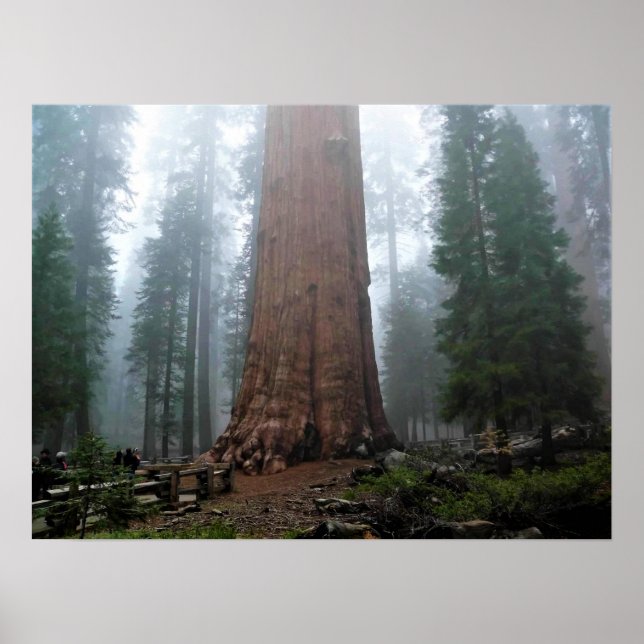 Poster General Sherman Tree, Sequoia, CA (Frente)