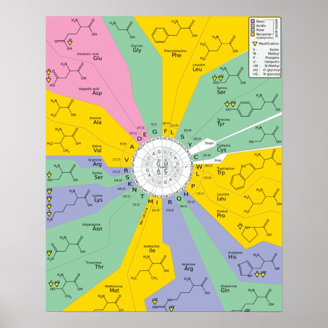 Poster GeneticCode aminoácidos codons (Frente)