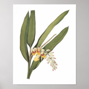Poster gengibre de escudo (nutans de Globba) por Redouté