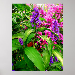 Pôster Gengibre e Bougainvillea azuis
