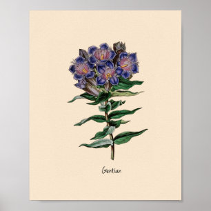 Poster Gentian Flower