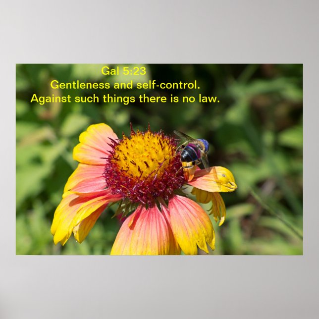 Poster Gentileza e autocontrolo (Frente)