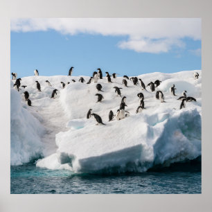 Poster Gentoo Penguin Antártica Iceberg Playtime