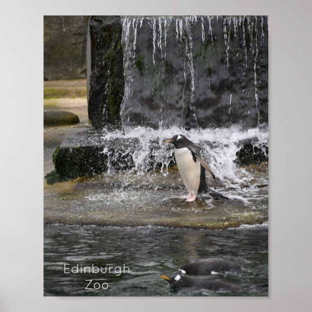 Poster Gentoo Penguin & Friends Edinburgh Zoo Scotland (Frente)
