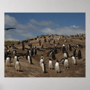 Pôster Gentoo Penguin (Pygoscelis papua) colony on West
