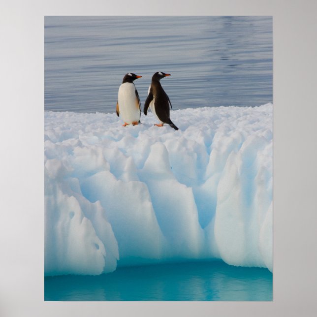 Poster gentoo penguin, Pygoscelis Papua, no gelo glacial (Frente)