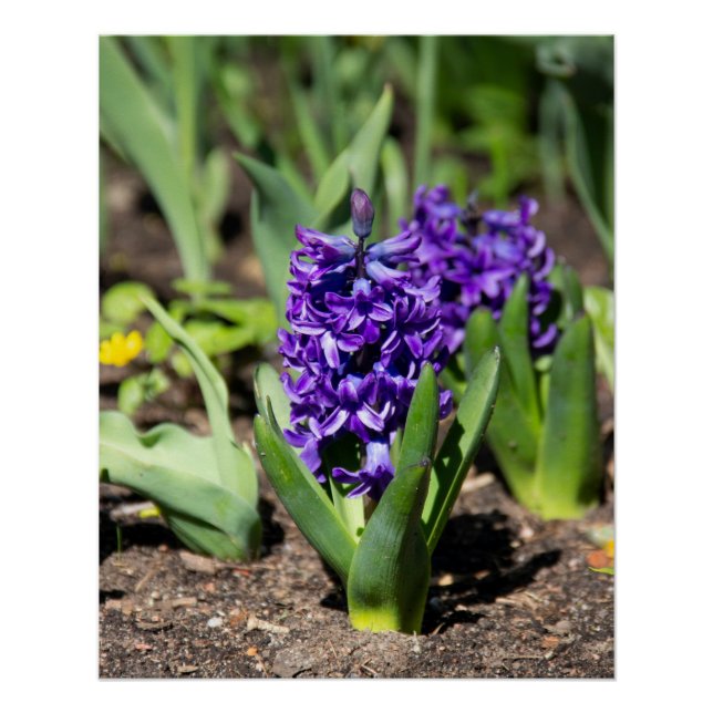 Pôster Geocinth Azul na primavera  (Frente)