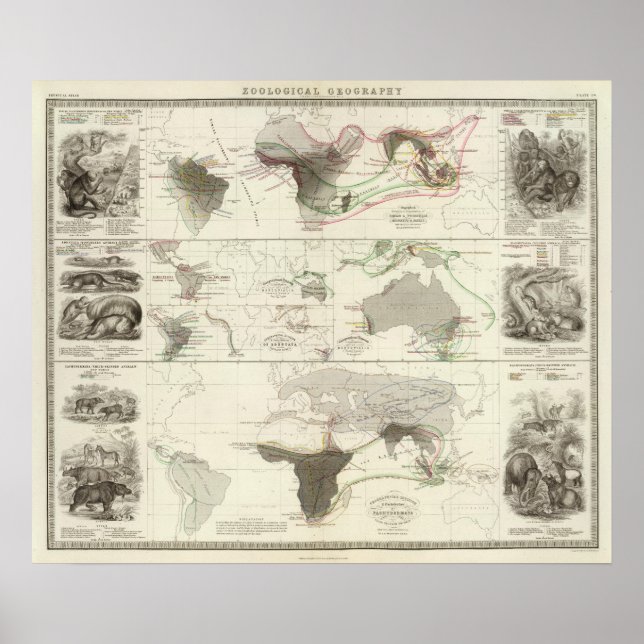 Pôster Geografia zoológica (Frente)