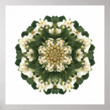 Geometria Sagrada Meditativa: Flora Fractal
