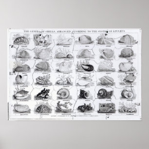 Pôster Gera de Shells jigsee, pub. por W. Edwards