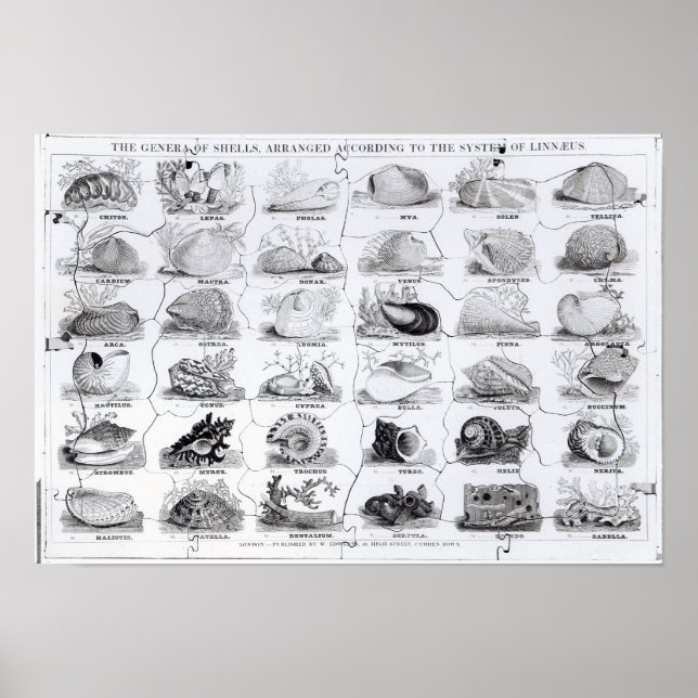 Pôster Gera de Shells jigsee, pub. por W. Edwards (Frente)