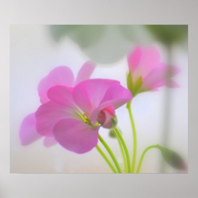 Pôster Gerânios Rosa (Frente)
