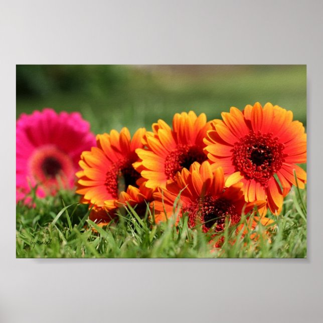 Poster Gerber Daisies (Frente)