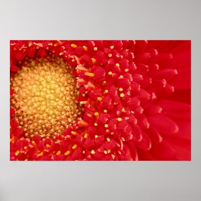 Pôster Gerber Daisy (Frente)