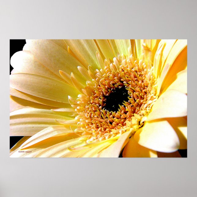 Poster Gerbera (Frente)