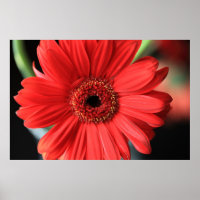 Gerbera