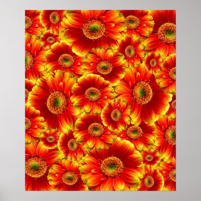 Pôster Gerbera Daisies brilhante (Frente)