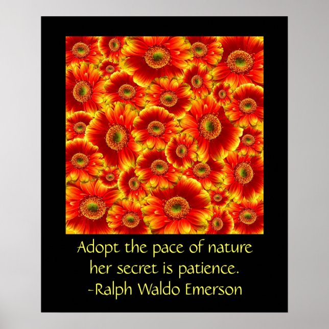 Pôster Gerbera Daisies com Cotação (Frente)