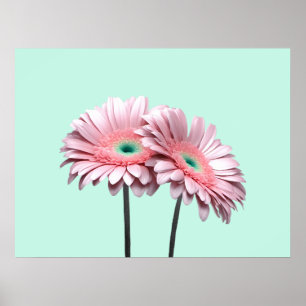 Poster Gerbera Daisies rosa