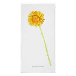Pôster Gerbera Daisy