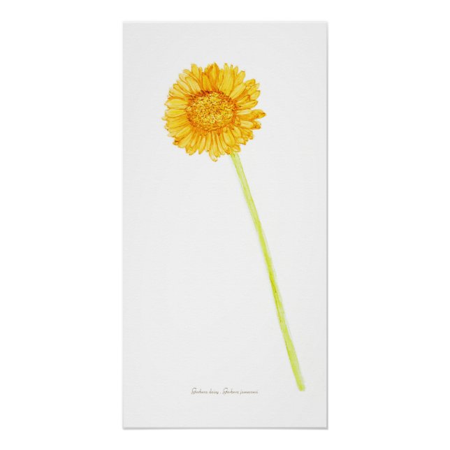 Pôster Gerbera Daisy (Frente)
