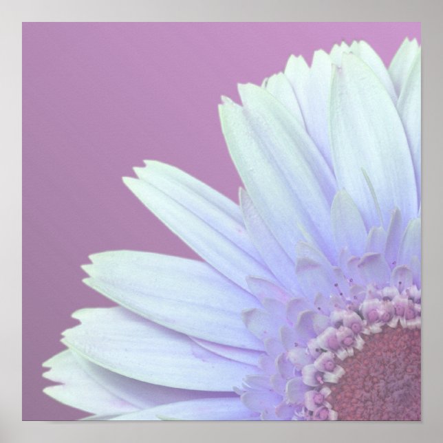 Poster Gerbera Daisy (Frente)