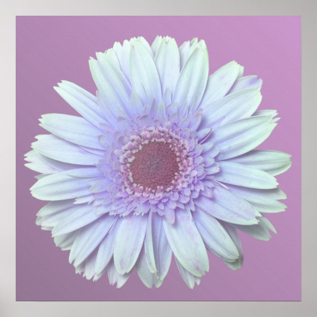 Pôster Gerbera Daisy (Frente)