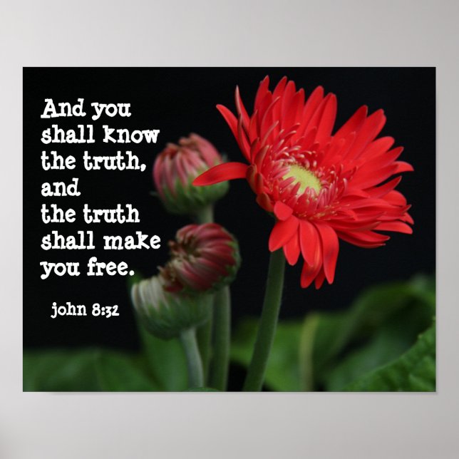 Poster Gerbera Daisy c/ Scripture Verse (john 8:32) (Frente)