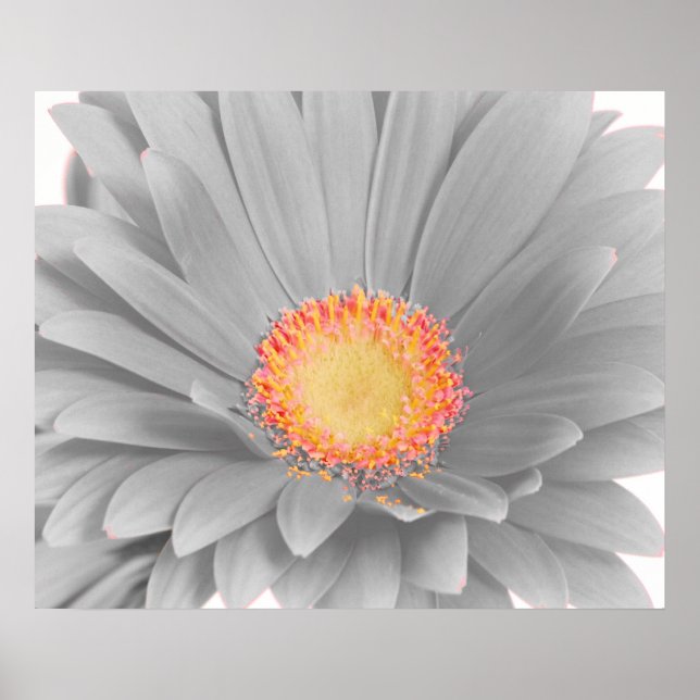 Poster Gerbera Daisy Canvas (Frente)