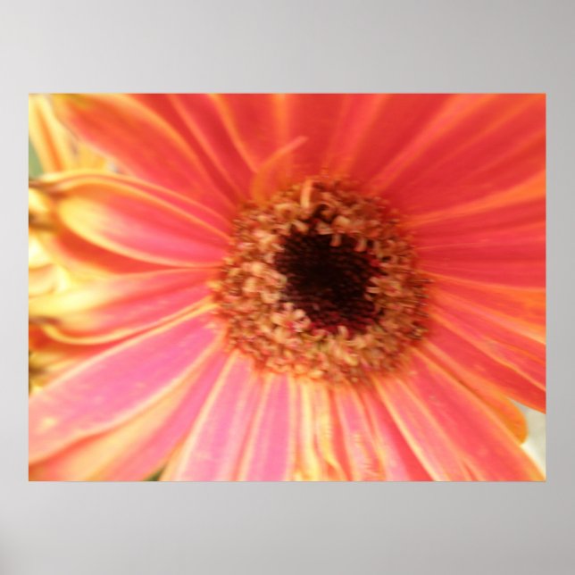 Pôster Gerbera Daisy Flower Print (Frente)