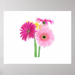 Pôster Gerbera Daisy Flowers