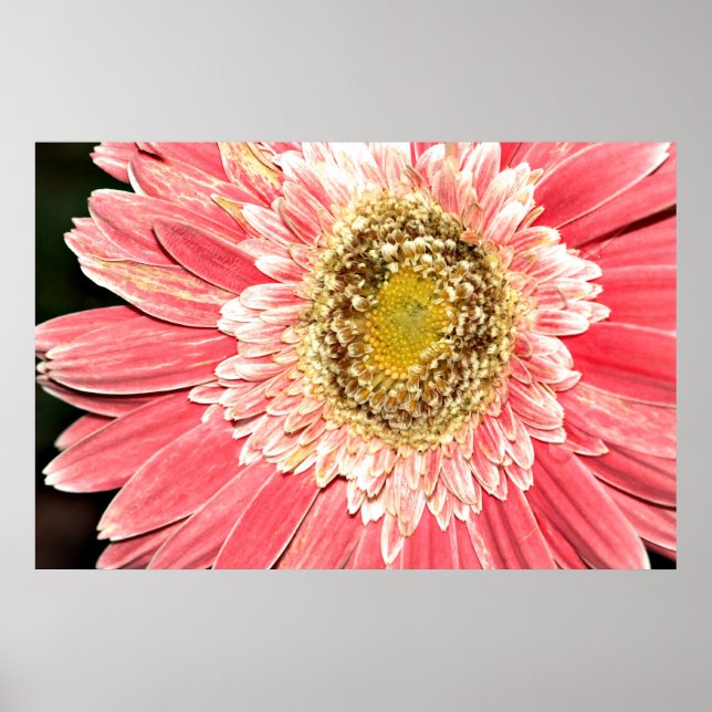 Pôster Gerbera Daisy Poster, Versão B (Frente)