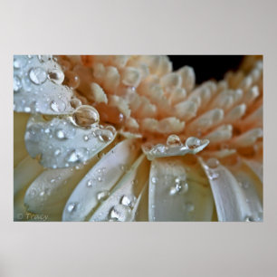 Pôster Gerbera do pêssego