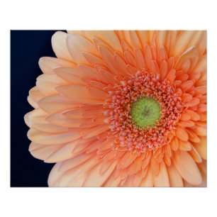 Pôster Gerbera Pêssego