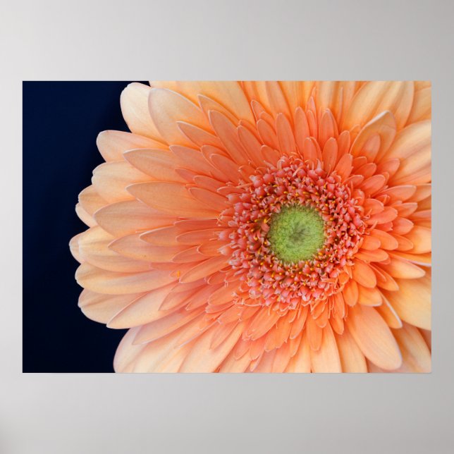Poster Gerbera Pêssego (Frente)