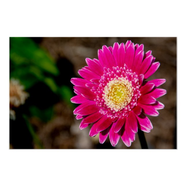 Pôster Gerbera Sweet Fiesta Gerber Daisy (Frente)