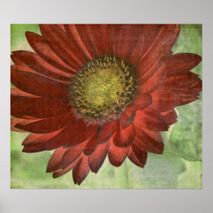 Pôster Gerbera vermelho