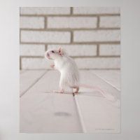 Gerbil em pé