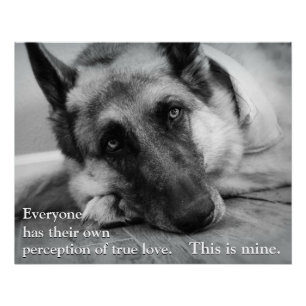 Pôster German shepherd