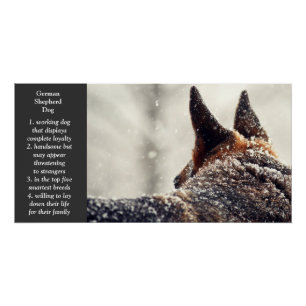 Pôster German shepherd