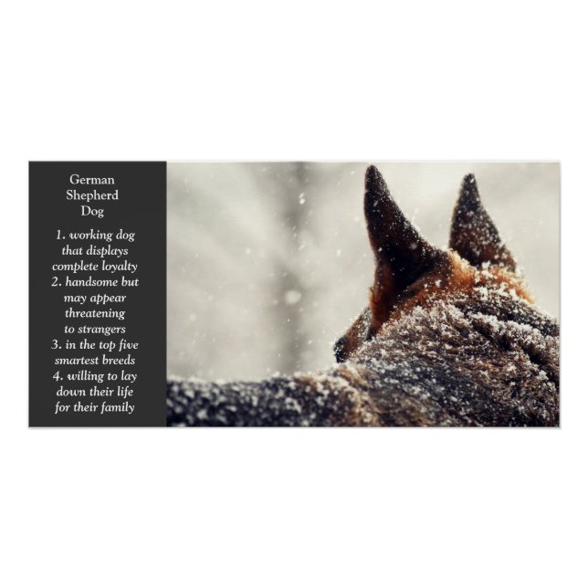 Pôster German shepherd (Frente)
