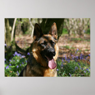 Pôster German shepherd
