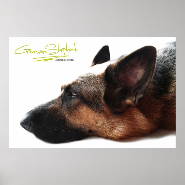 Poster german shepherd (Frente)