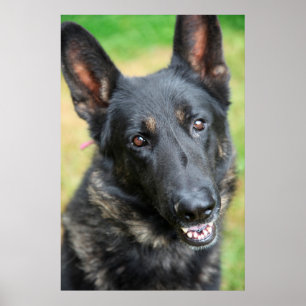 Poster German shepherd