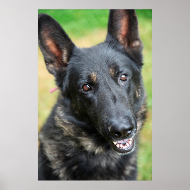Poster German shepherd (Frente)