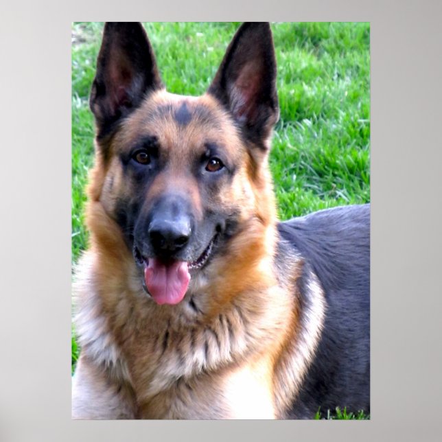Poster german shepherd (Frente)
