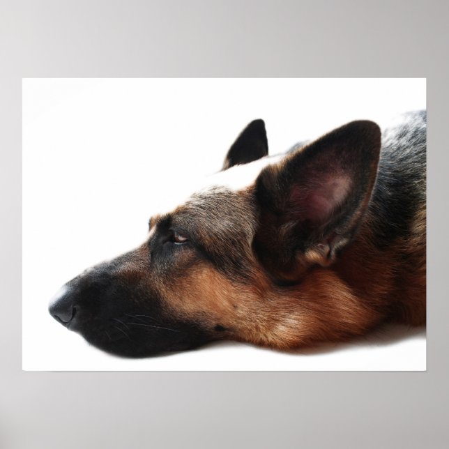 Poster german shepherd (Frente)